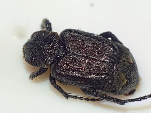 Valgus hemipterus